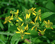 Wingstem DFL1446 Photograph by Gerry Gantt