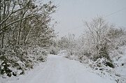 Winter 2 Photograph by Adrian Limani