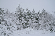 Winter 3 Photograph by Adrian Limani