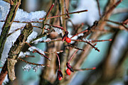 Winter Berries Photograph by Mike Smale Winter Berries Photograph by Mike Smale