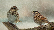 Winter Birds In The Snow Photograph by Cathy Kovarik Winter Birds In The Snow Photograph by Cathy Kovarik
