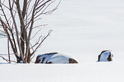 Winter Calm Photograph by Tatiana Travelways