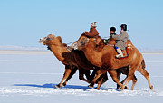 Winter Camel racing  Photograph by Elbegzaya Lkhagvasuren