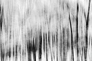 Winter Forest Abstract Motion Photograph by Dan Sproul Winter Forest Abstract Motion Photograph by Dan Sproul
