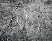 Winter Sycamores - Lost Maples State Park, Texas Hill Country in Black and White Photograph by Brigitte Blanchette Thompson Winter Sycamores - Lost Maples State Park, Texas Hill Country in Black and White Photograph by Brigitte Blanchette Thompson