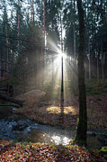 Winter light in the forest 1 Photograph by Adriana Mueller