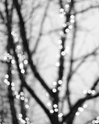 Winter Lights Two Photograph by Lupen Grainne