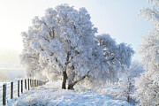 Winter Snow Birch Scotland Photograph by Tim Gainey