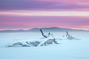 Winter Tranquility on the Flats Photograph by Mike Lee