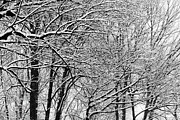 Winter Trees Photograph by Karen Smale