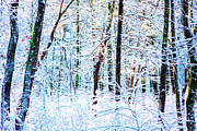 Winter Wonderland Abstract Photograph by Anita Pollak
