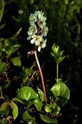 Wintergreen Photograph by Fred Denner