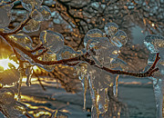 Winter's Icy Amber Glow Photograph by Bill Posner