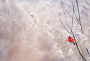 Winter's Keep Painting by Susan Maxwell Schmidt
