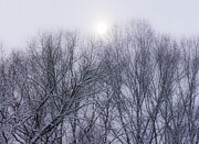 Wintry Sun Photograph by Karen Smale