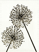 Wish Digital Art by Catherine Jeltes