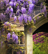 Wisteria Blossom Photograph by Jessica Jenney