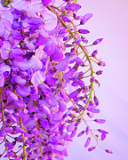 Wisteria Blossoms in Spring 10 Photograph by Lindsay Thomson