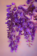 Wisteria Blossoms in Spring 2 Photograph by Lindsay Thomson