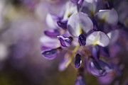 Wisteria In Romance Photograph by Joy Watson Wisteria In Romance Photograph by Joy Watson