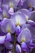 Wisteria Photograph by Olivier Parent