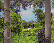 Wisteria Photograph by Regina Muscarella Wisteria Photograph by Regina Muscarella