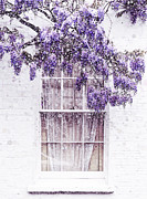 Wisteria Window Mixed Media by Susan Maxwell Schmidt