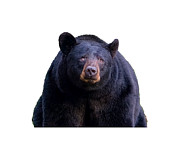 Wistful Bear  Photograph by Douglas Wielfaert