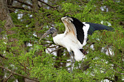 Wodstork in Cypress Photograph by Gina Fitzhugh