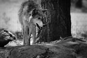 Wolf in Black and White Photograph by Colleen Cornelius Wolf in Black and White Photograph by Colleen Cornelius