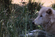 Wolf in Grass Photograph by Colleen Cornelius