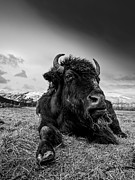 Wood Bison Photograph by Scott Slone