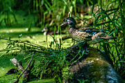 Wood Duck Hen Photograph by Ed Peterson