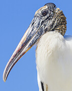 Wood Stork Photograph by Adam Rainoff