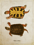Wood turtle Digital Art by Aged Pixel