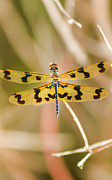 Wooded dragonfly Photograph by Jorgo Photography Wooded dragonfly Photograph by Jorgo Photography