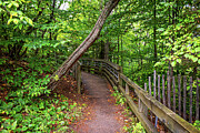 Winding Through the Green - Lake Michigan Forest Trail Photograph by Brigitte Blanchette Thompson Winding Through the Green - Lake Michigan Forest Trail Photograph by Brigitte Blanchette Thompson