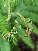 Woodland Fern 3 Photograph by Call Me Abbie - Abbie Shores