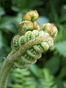 Woodland Fern Seven Photograph by Call Me Abbie - Abbie Shores