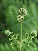 Woodland Fern Six Photograph by Call Me Abbie - Abbie Shores