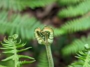Woodland Fern Two Photograph by Call Me Abbie - Abbie Shores