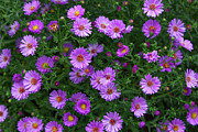 Wood's Pink Aster Photograph by Loyd Towe Photography