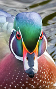 Woody's close up Photograph by Brian Shoemaker
