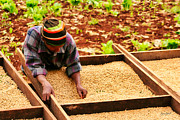 Working on the Coffee Plantation Photograph by Bruce Block