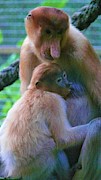 World's weirdest, Proboscis monkeys Photograph by Robert Bociaga