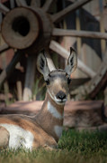 Wyoming Pronghorn Photograph by Laura Terriere