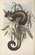 Yellow-bellied Glider, Belideus flaviventer Drawing by John Gould