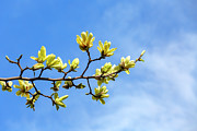 Yellow Bird Magnolia Tree Photograph by Cate Franklyn