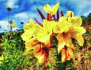 Yellow Blossom in the Wild Photograph by Marco Sales Photography Yellow Blossom in the Wild Photograph by Marco Sales Photography