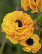 Dazzling Yellow Persian Buttercup Flower Photograph by Abigail Diane Photography
